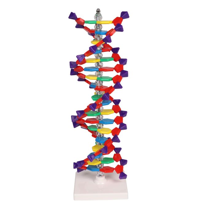 Dubbele DNA-helix