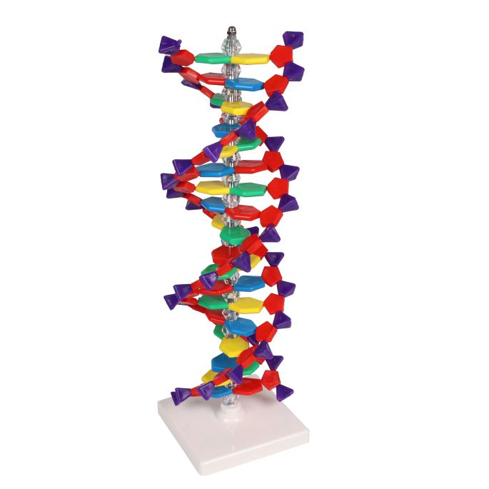 Dubbele DNA-helix