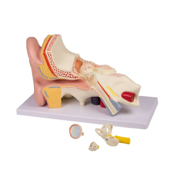 Oor, 3 keer levensgroot, 4 delen - EZ Augmented Anatomy