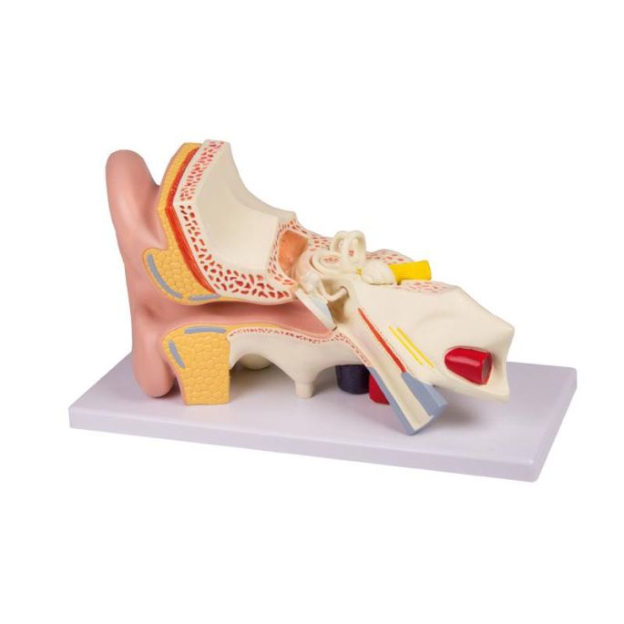 Oor, 3 keer levensgroot, 4 delen - EZ Augmented Anatomy