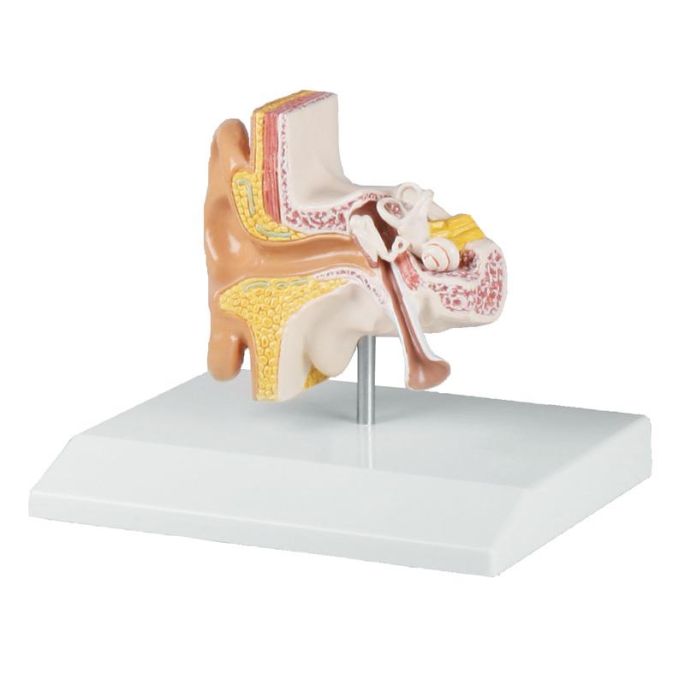 Oormodel, 1,5 keer levensgroot - EZ Augmented Anatomy