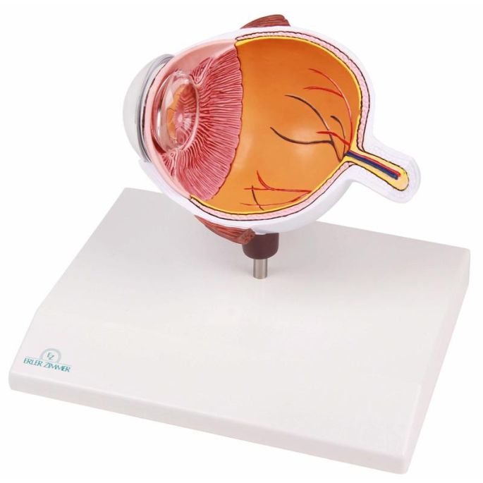 Ooghelft, vergroot - EZ Augmented Anatomy