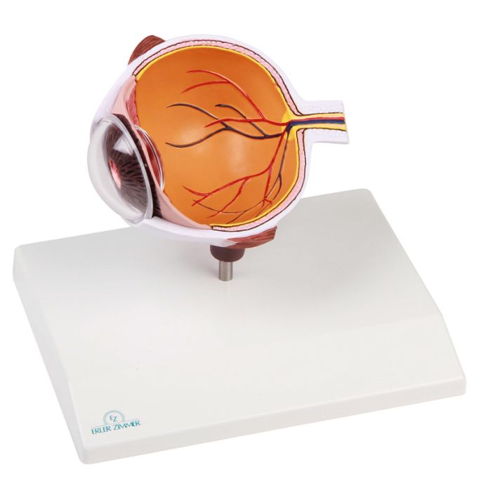 Ooghelft, vergroot - EZ Augmented Anatomy