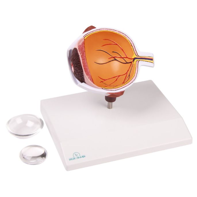 Ooghelft, vergroot - EZ Augmented Anatomy