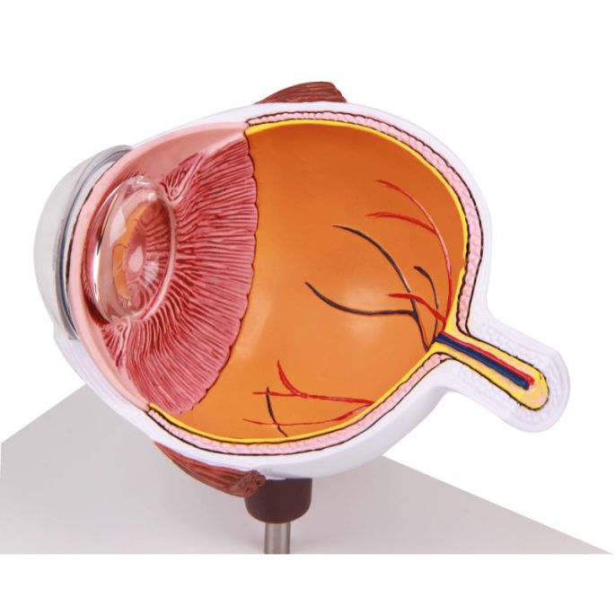 Ooghelft, vergroot - EZ Augmented Anatomy