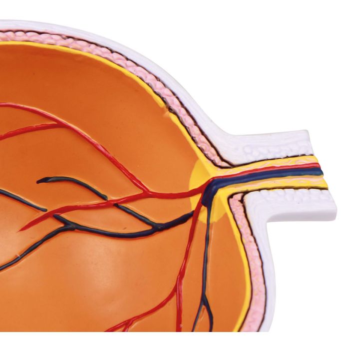 Ooghelft, vergroot - EZ Augmented Anatomy