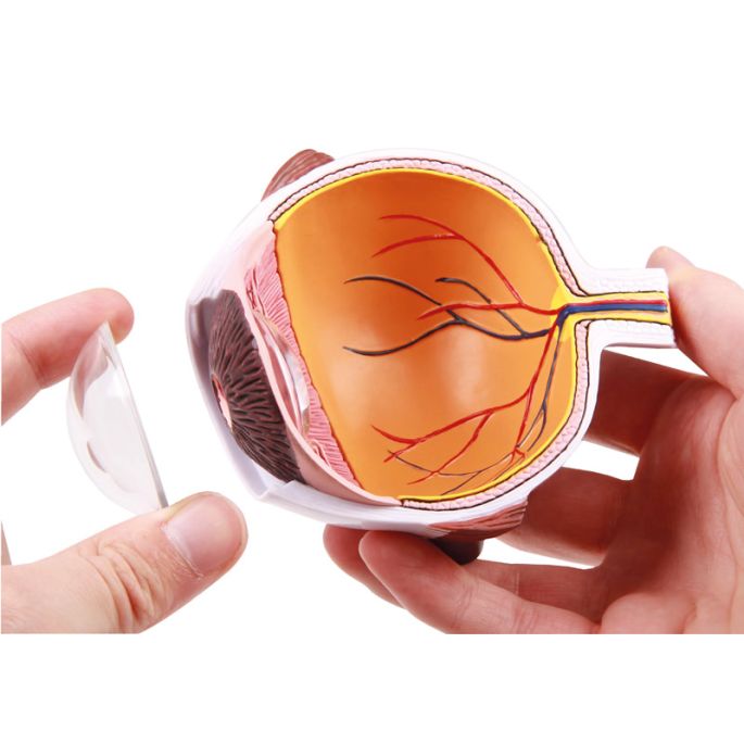 Ooghelft, vergroot - EZ Augmented Anatomy