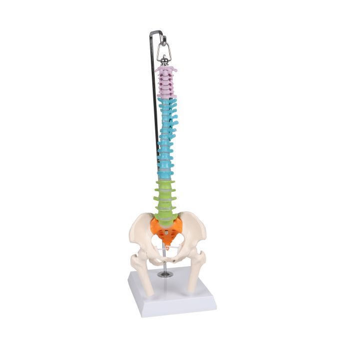Flexibele miniatuurruggengraat, didactisch