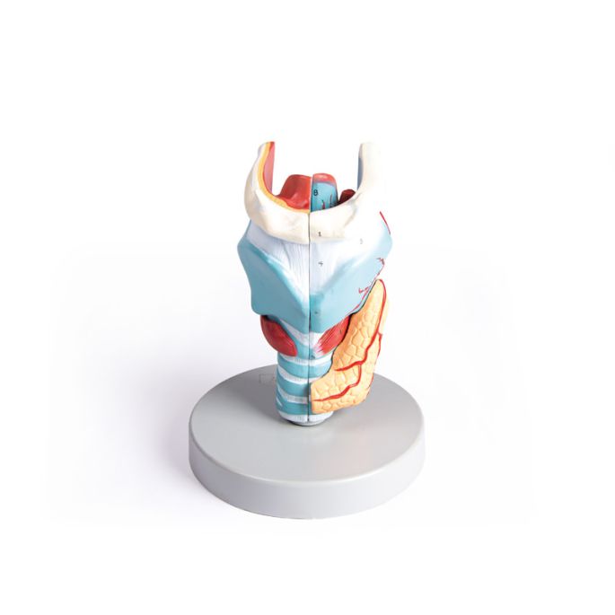 Strottenhoofdmodel, 2 keer vergroot, 5 delen