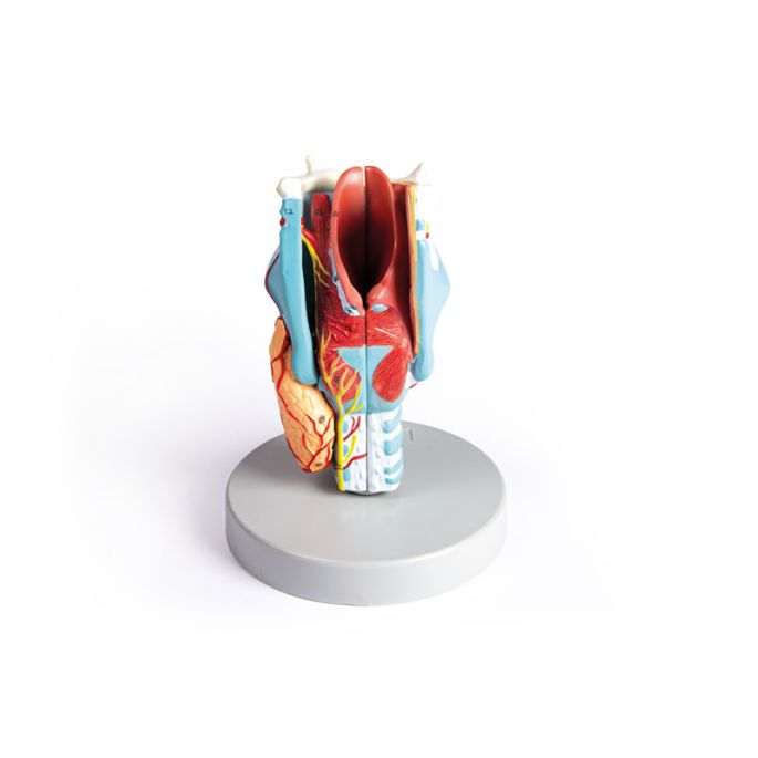 Strottenhoofdmodel, 2 keer vergroot, 5 delen