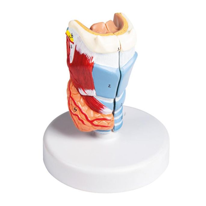 Strottenhoofdmodel, levensgroot, 2 delen