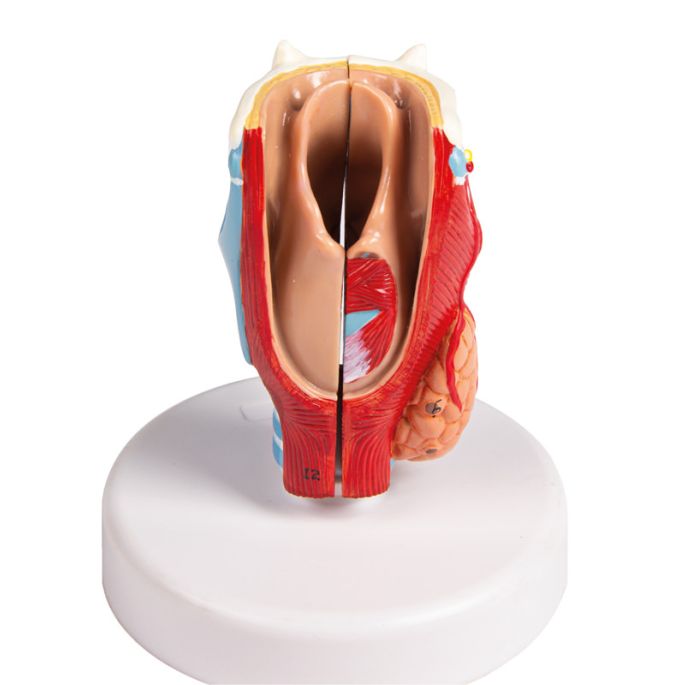 Strottenhoofdmodel, levensgroot, 2 delen