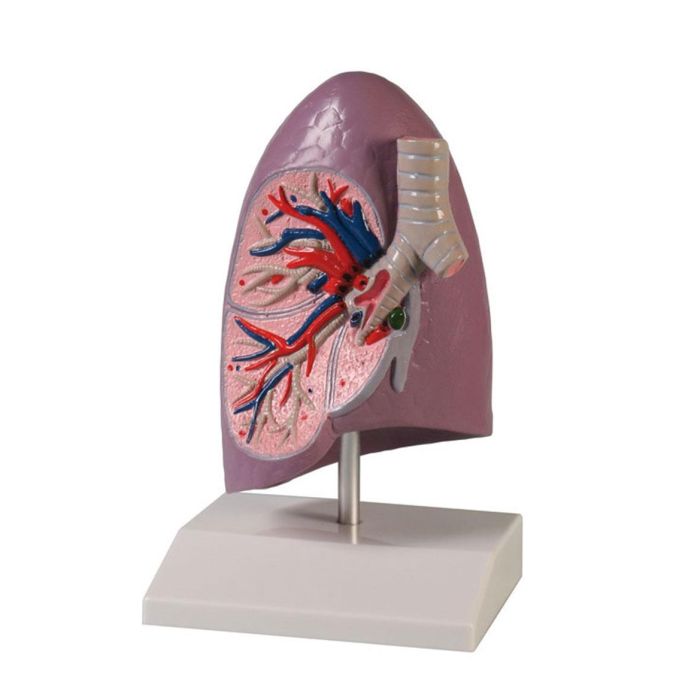 Longhelft, levensgroot - EZ Augmented Anatomy