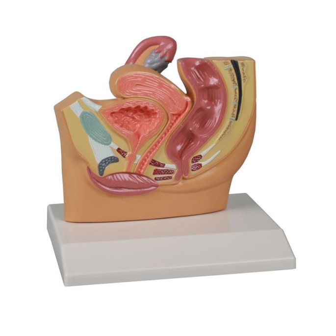 Vrouwelijk bekkengedeelte, verkleind - EZ Augmented Anatomy