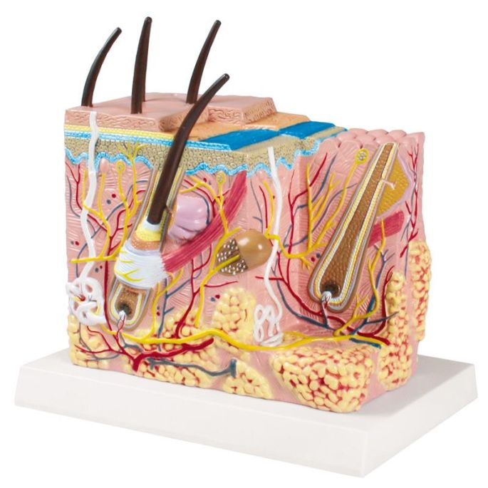 Huidblokmodel - EZ Augmented Anatomy