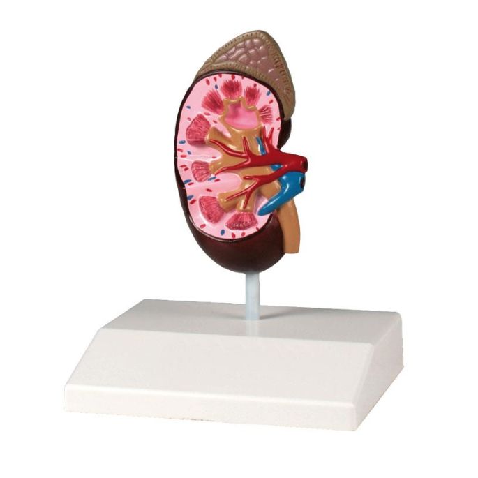 Niermodel, levensgroot - EZ Augmented Anatomy