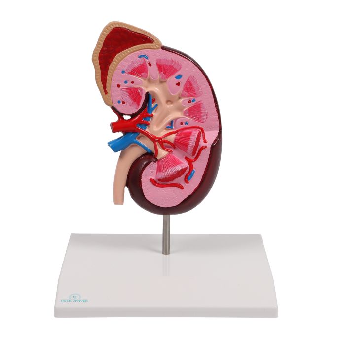 Niermodel, 2 keer levensgroot - EZ Augmented Anatomy