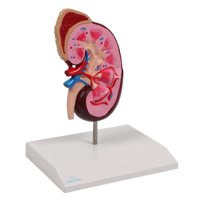 Niermodel, 2 keer levensgroot - EZ Augmented Anatomy