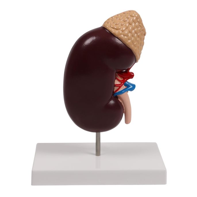 Niermodel, 2 keer levensgroot - EZ Augmented Anatomy