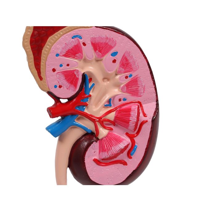 Niermodel, 2 keer levensgroot - EZ Augmented Anatomy