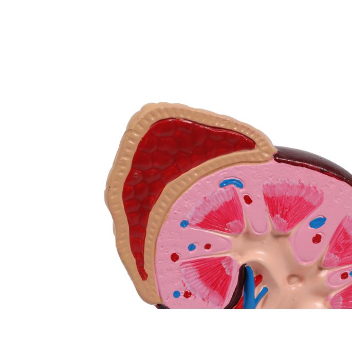 Niermodel, 2 keer levensgroot - EZ Augmented Anatomy