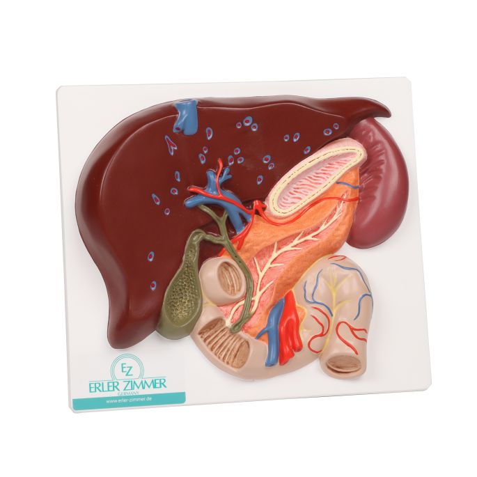 Lever met galblaas, pancreas en twaalfvingerige darm