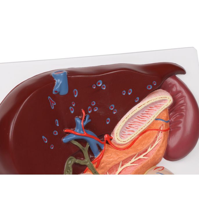 Lever met galblaas, pancreas en twaalfvingerige darm