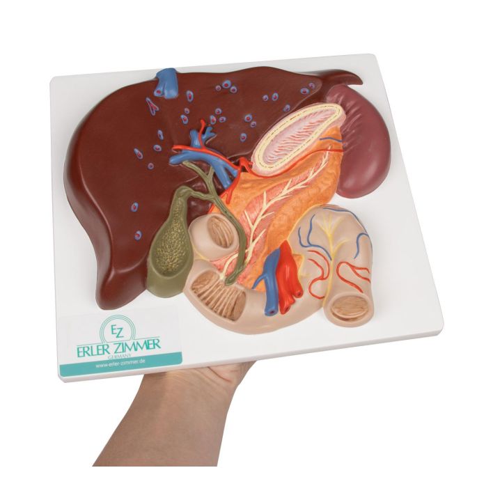 Lever met galblaas, pancreas en twaalfvingerige darm