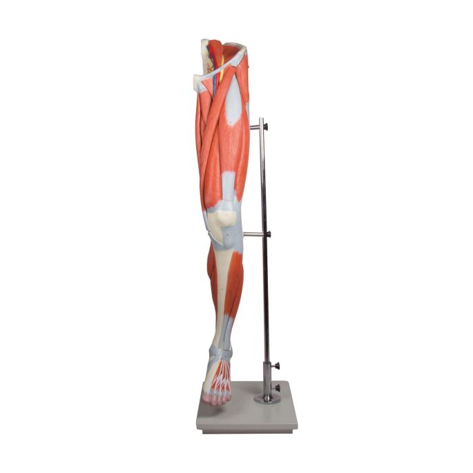 Beenspieren, 13-delig