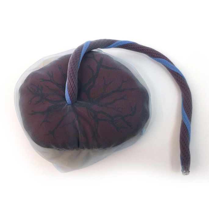 Model van placenta en navelstreng