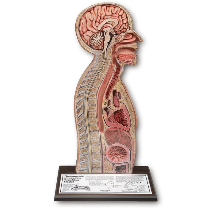 Nasogastrische intubatiemodel