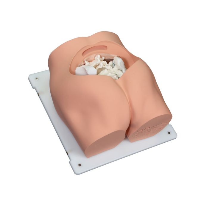 Bonnie beenmergbiopsievaardigheidstrainer