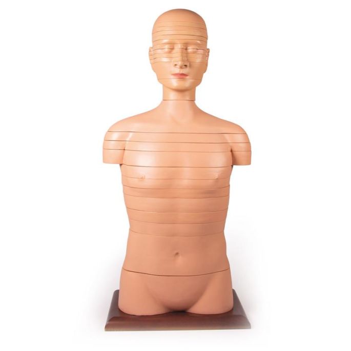 Schijftorso, natuurlijke maat