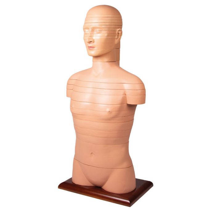 Schijftorso, natuurlijke maat