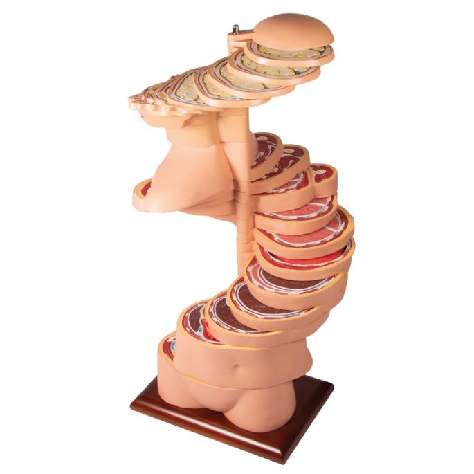 Schijftorso, natuurlijke maat
