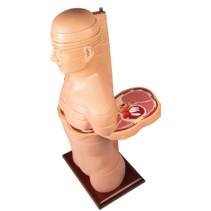 Schijftorso, natuurlijke maat