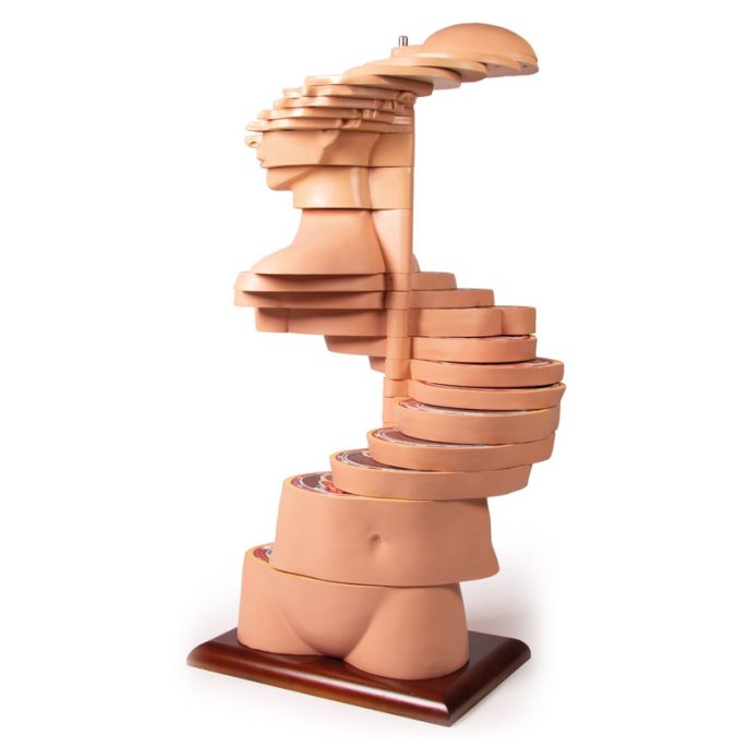 Schijftorso, natuurlijke maat