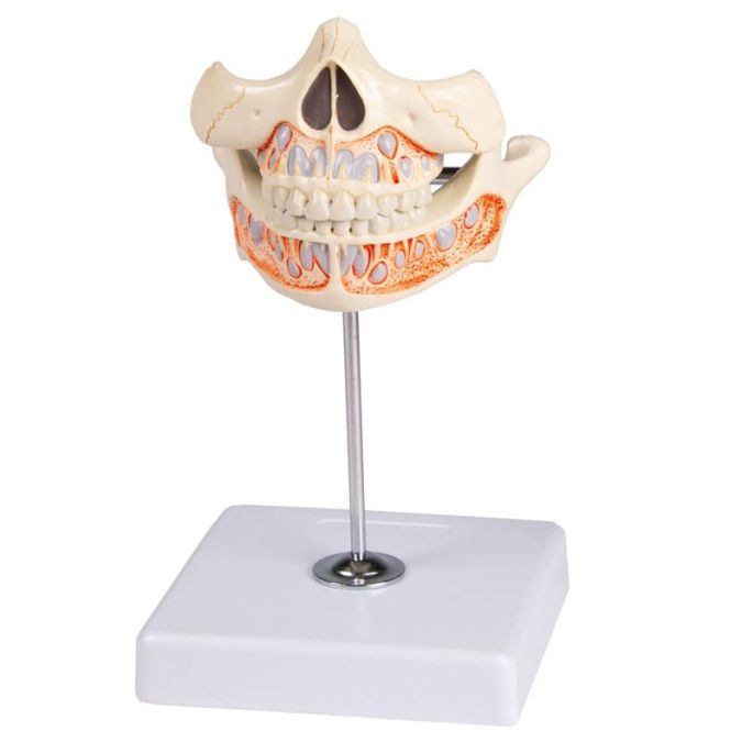 Melktanden model