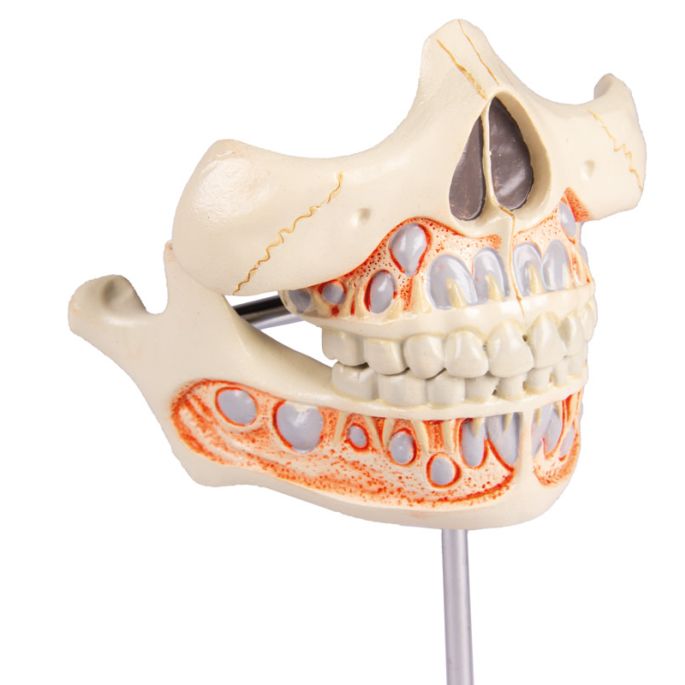 Melktanden model
