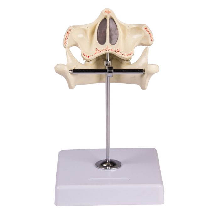 Melktanden model