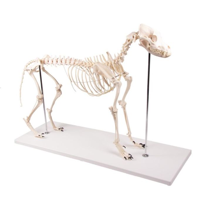 Hondenskelet 'Olaf', levensgroot