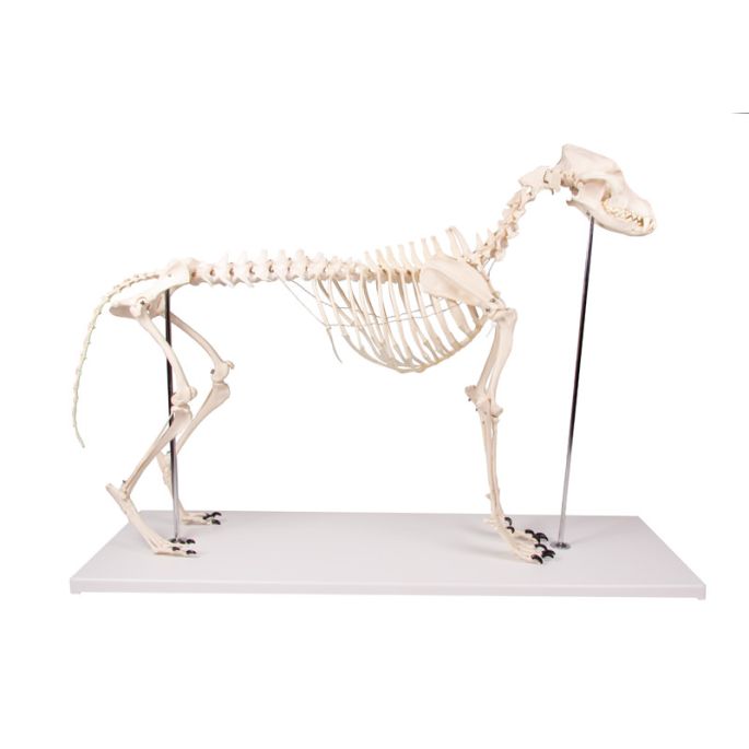 Hondenskelet 'Olaf', levensgroot