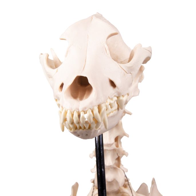 Hondenskelet 'Olaf', levensgroot