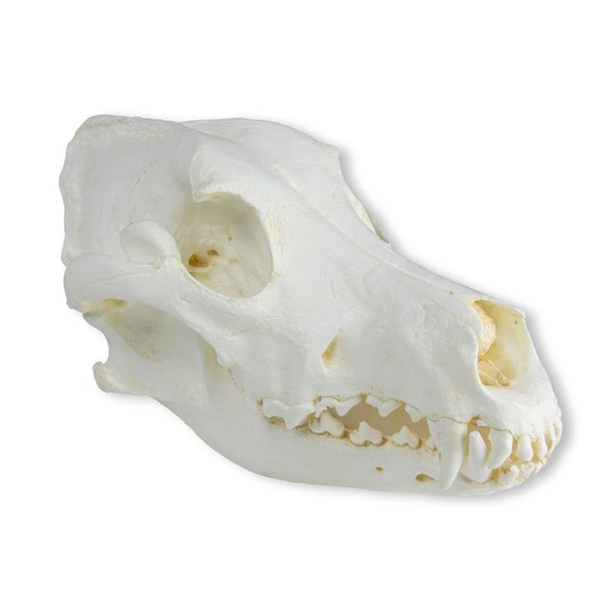 Schedel, gedomesticeerde hond, Duitse dog (Canis familisis)