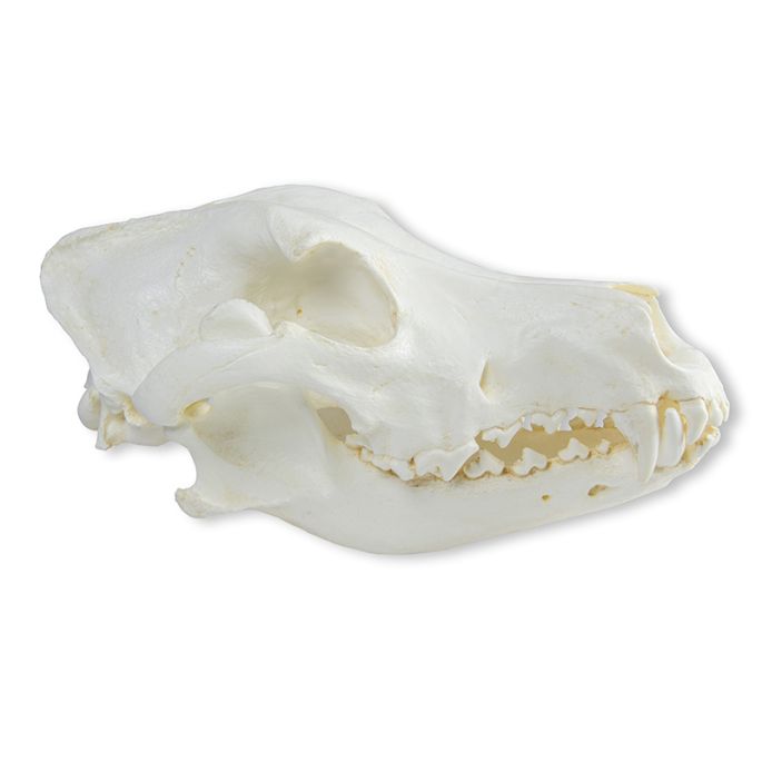 Schedel, gedomesticeerde hond, Duitse dog (Canis familisis)