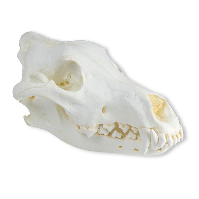 Schedel, Wolf (Canis lupus), Wolf uit Alaska