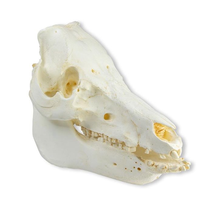 Schedel als huisdier gehouden varken (Sus scrofa domesticus)