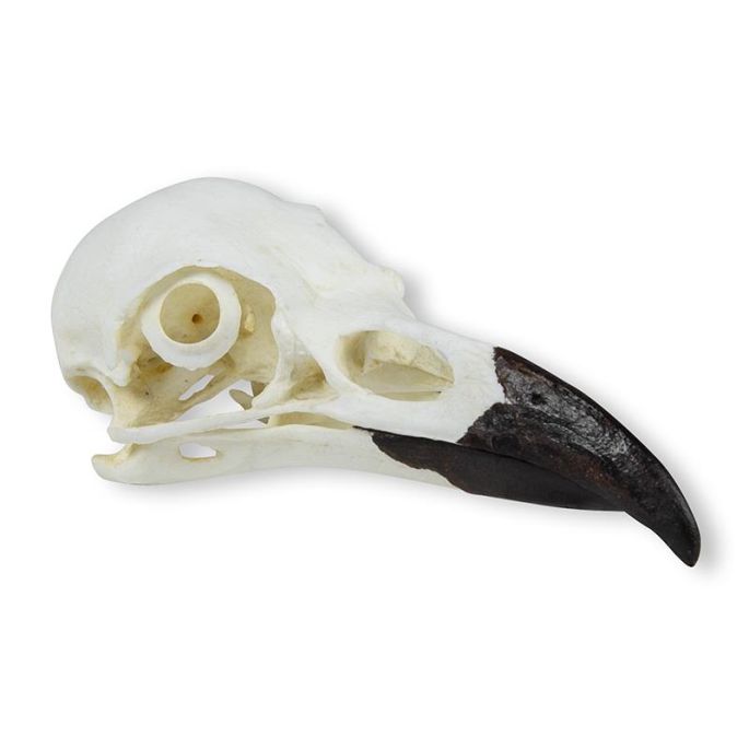 Schedel, Raaf (Corvus corax)