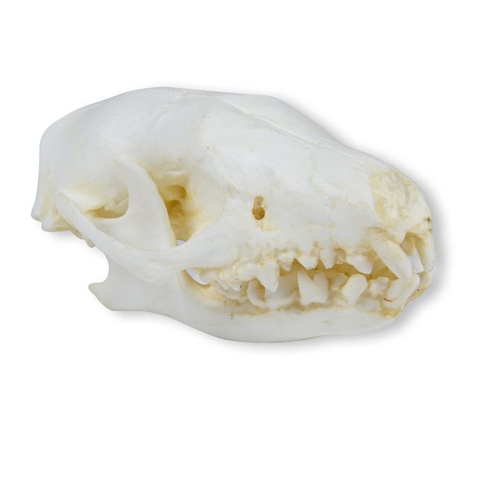 Schedelegel (Erinaceus europaeus)