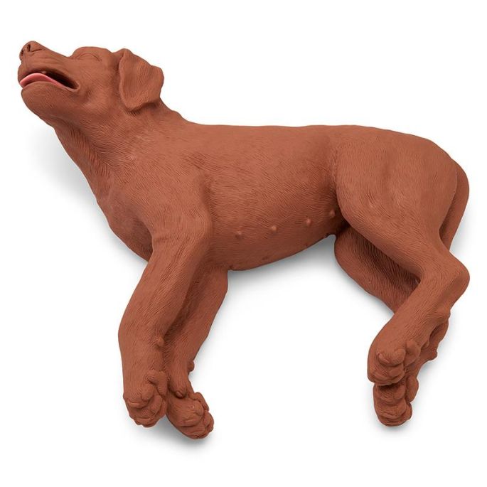 Reanimatiehond CasPer